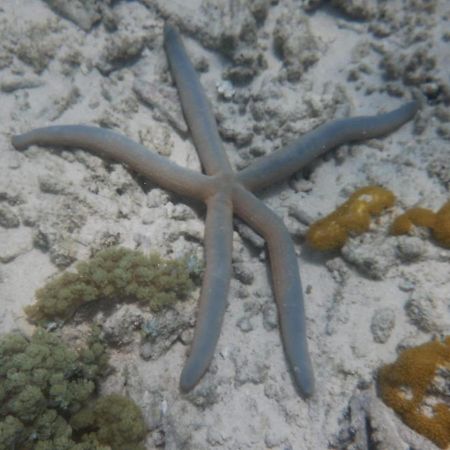 Wasini Raha Snorkeling And Diving Apartment Екстериор снимка