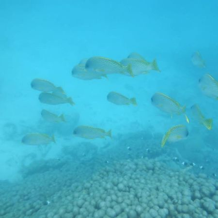 Wasini Raha Snorkeling And Diving Apartment Екстериор снимка