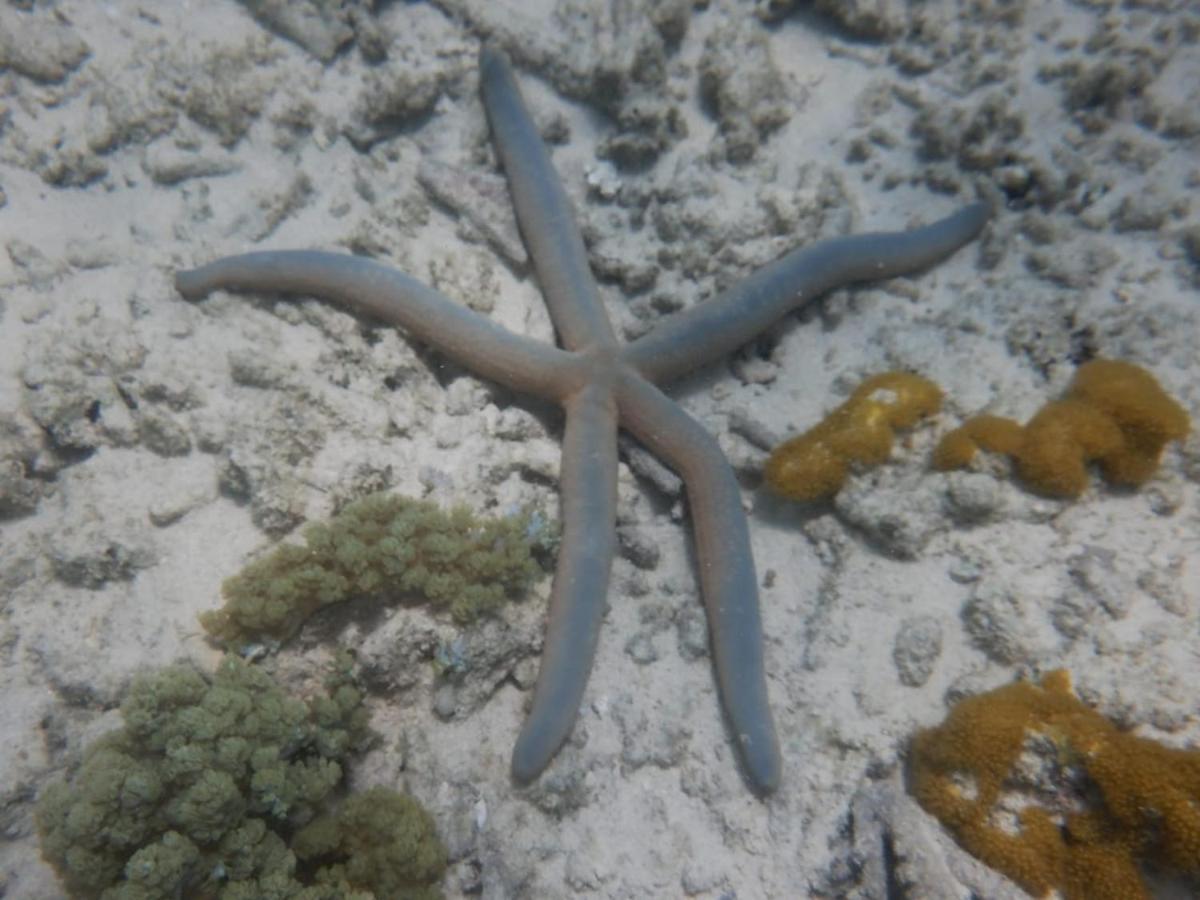 Wasini Raha Snorkeling And Diving Apartment Екстериор снимка