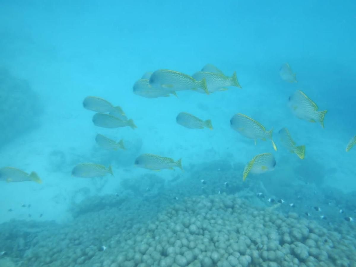 Wasini Raha Snorkeling And Diving Apartment Екстериор снимка