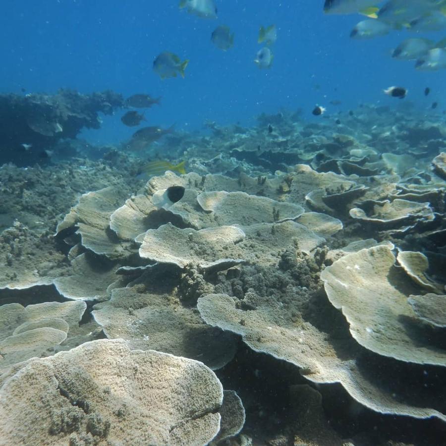 Wasini Raha Snorkeling And Diving Apartment Екстериор снимка