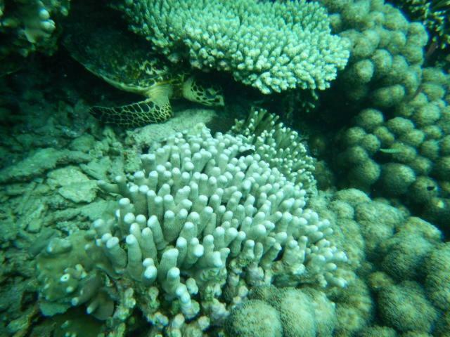 Wasini Raha Snorkeling And Diving Apartment Екстериор снимка
